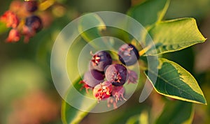 Amelanchier berries in a vegetable garden at sunset