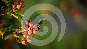 Amelanchier berries in a vegetable garden at sunset