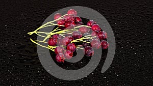 Amelanchier berries with water drops on a black background. Loop motion.