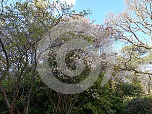 Amelanchier Blossom at Bournemouth University Talbot Campus