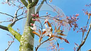 Amelanchier blossom detail spring background