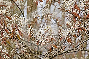 Amelanchier branches with many white flowers and young red leaves