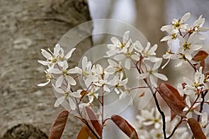 Amelanchier branches with white flowers and young red leaves.