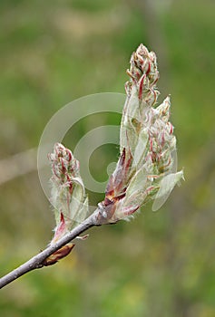 Amelanchier buds in early spring