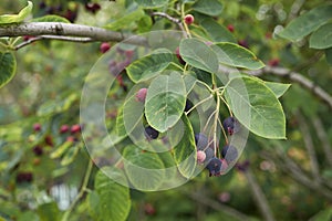 Amelanchier canadensis fruit