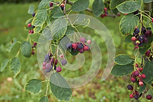 Amelanchier canadensis fruit