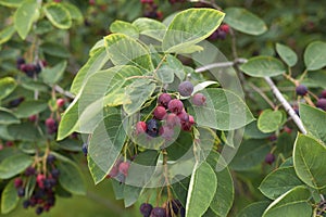 Amelanchier canadensis fruit