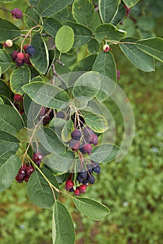 Amelanchier canadensis fruit