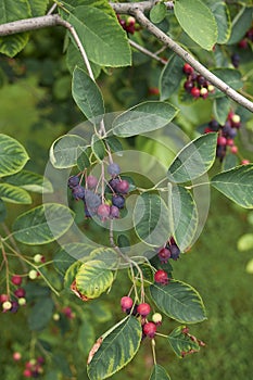 Amelanchier canadensis fruit