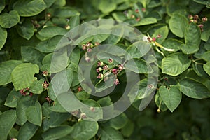 Amelanchier canadensis fruit