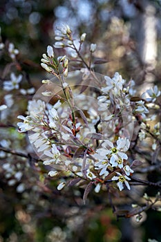 Amelanchier canadensis or serviceberry tree in spring