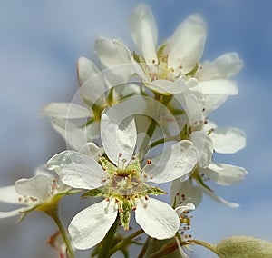 Amelanchier flowers