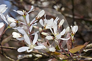 Amelanchier lamarckii