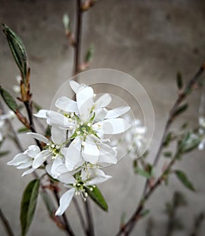 Amelanchier lamarckii