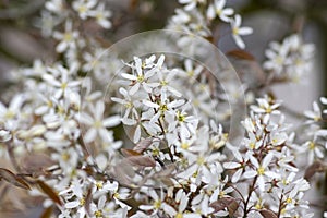 Amelanchier lamarckii deciduous flowering shrub, group of snowy white petal flowers on branches in bloom