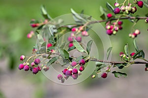 Amelanchier lamarckii ripe and unripe fruits on branches, group of berry-like pome fruits called serviceberry or juneberry