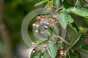 Amelanchier lamarckii unripe fruits on branches, group of berry-like pome fruits called serviceberry or juneberry