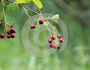 Amelanchier ovalis berry, commonly known as snowy mespilus