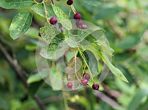 Amelanchier ovalis berry, commonly known as snowy mespilus