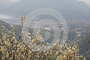 Amelanchier ovalis in bloom ( Snowy Mespilus ) photo