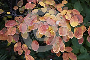 Amelanchier ovalis close up