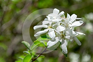 Amelanchier ovalis, commonly known as snowy mespilus