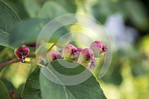 Amelanchier ovalis tasty ripening fruits berries