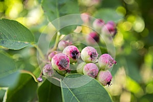 Amelanchier ovalis tasty ripening fruits berries