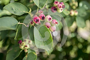 Amelanchier ovalis tasty ripening fruits berries