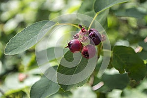 Amelanchier ovalis tasty ripening fruits berries