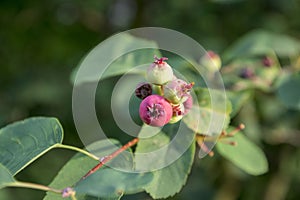 Amelanchier ovalis tasty ripening fruits berries