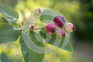 Amelanchier ovalis tasty ripening fruits berries