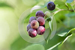 Amelanchier ovalis tasty ripening fruits berries, serviceberries on branches