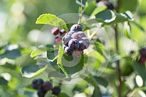 Amelanchier ovalis tasty ripening fruits berries, serviceberries on branches