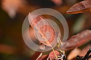 Amelanchier red foliage in autumn