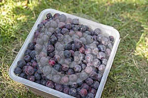 Amelanchier ripened fruits serviceberries in square plastic box, harvested tasty shadbush juneberry in green grass