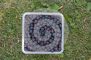 Amelanchier ripened fruits serviceberries in square plastic box, harvested tasty shadbush juneberry in green grass