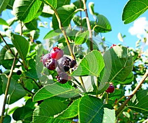 Amelanchier, Saskatoon. Berry brush on the background leaves