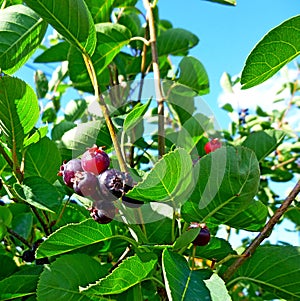 Amelanchier, Saskatoon. Berry brush on the background leaves