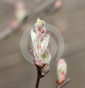 Amelanchier (shadbush) bud