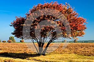 Amelanchier tree in autumn