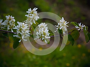 Amelanchier tree bloom in the garden. Summer background. Spring. Flowering branch