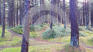 Ameland conifer forest