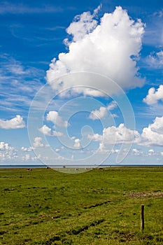 Ameland meadow photo