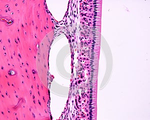 Ameloblasts. Rat tooth