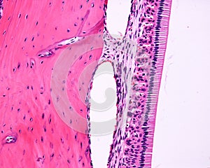 Ameloblasts. Rat tooth