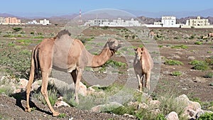 Ð¡amels in the desert in Oman. Camels chewing grass