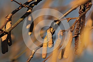 Ament - catkins