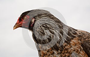 Ameraucana chicken hen