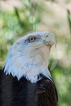 Amercan Bald Eagle